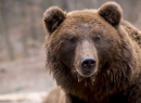 Омские власти утвердили квоты на добычу медведя и барсука до 1 августа 2025 года